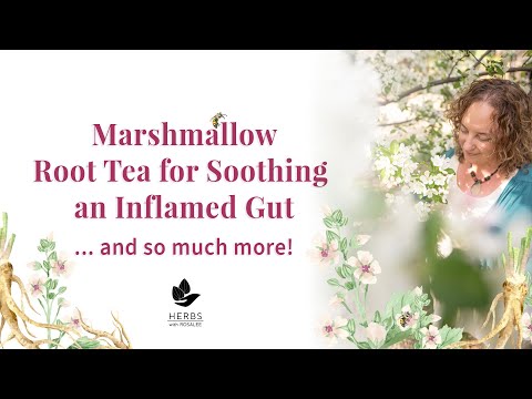 Marshmallow Root Benefits Marshmallow Root Tea Recipe