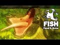 Feed and Grow Fish Gameplay German - Riesen Schildkröte