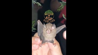 Harp Traps: A Humane Way to Catch Bats for Research