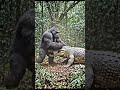 Ape Titan Attacked by Giant Crocodile 😱 Jungle Monster Fight | Who Will Win?