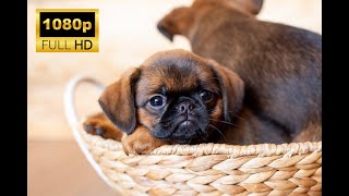 HD Puppies | Scenic Relaxation Film with Touching Music | Peaceful Instrumental Music