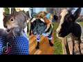 Funny/Cutest Animals On TikTok 🐶