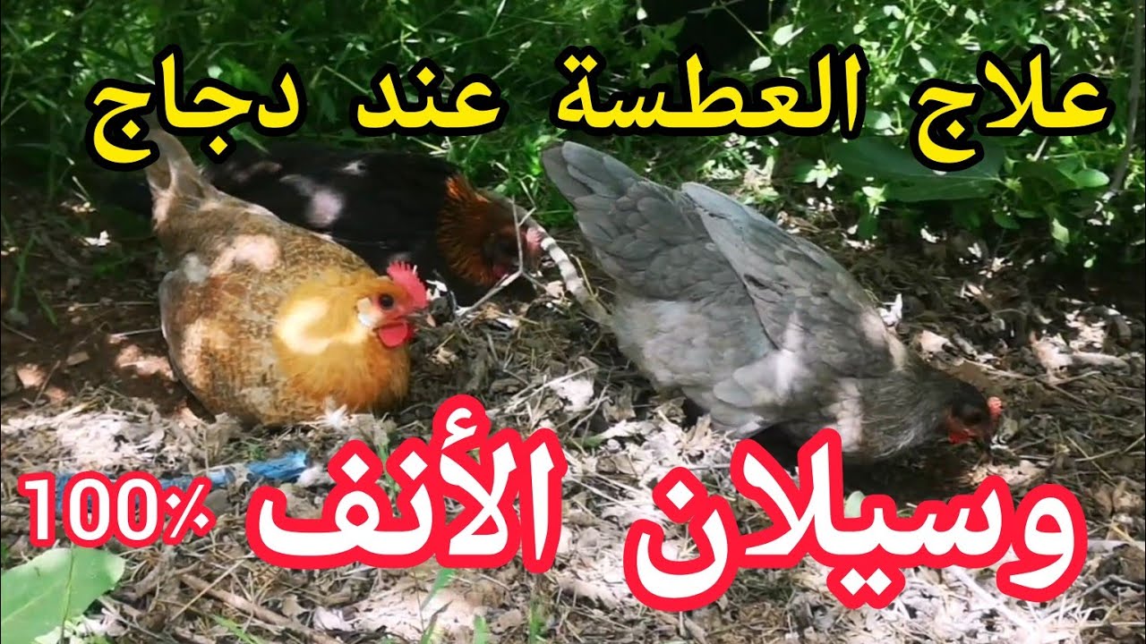 علاج العطسة وسيلان الأنف عند دجاج دقة بطلة