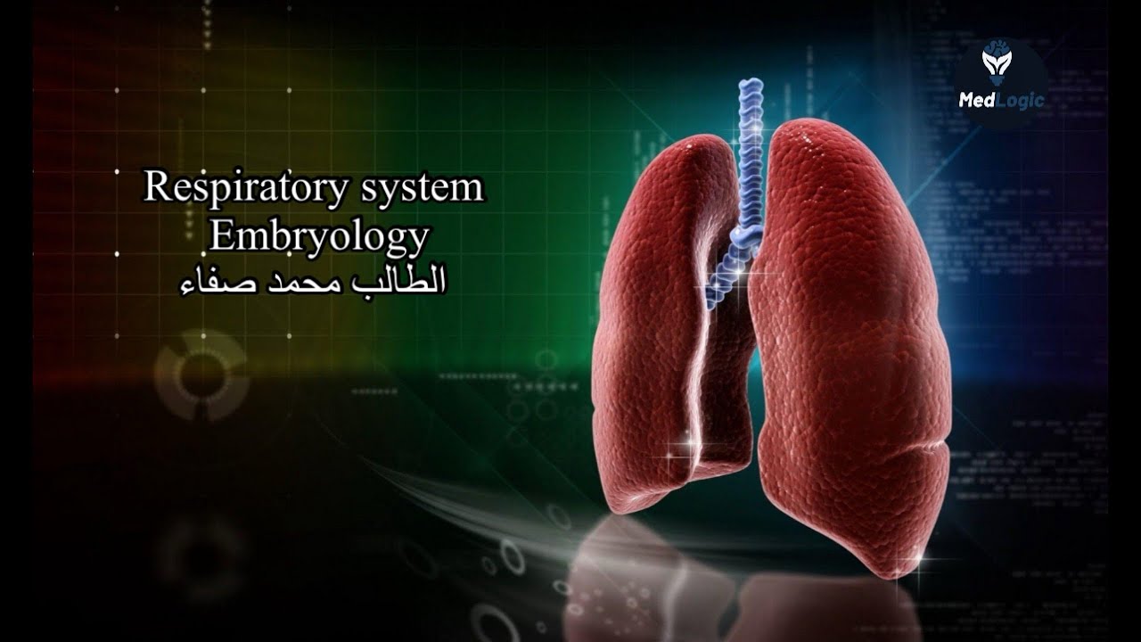 Embryology of Respiratory system - YouTube