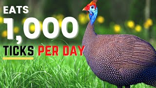 Raising Guinea Fowl for Beginners  Eradicate Ticks and Insects!