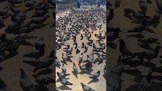 Pigeon feeding shorts#viral