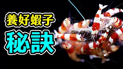 每隻蝦又大又肥，你一定要知道的養蝦訣竅 - 天天要聞