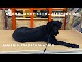 1Y 8MO reactive Giant Schnauzer “Rocky” |￼ Awesome Transformation