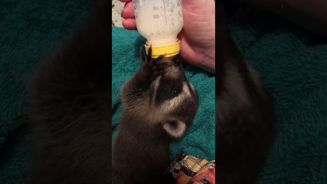 One of the 3 BRAND NEW BABY RACCOONS drinking from it's bottle PART 1