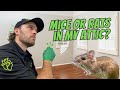 Is it Mice or Rats in Your Attic?