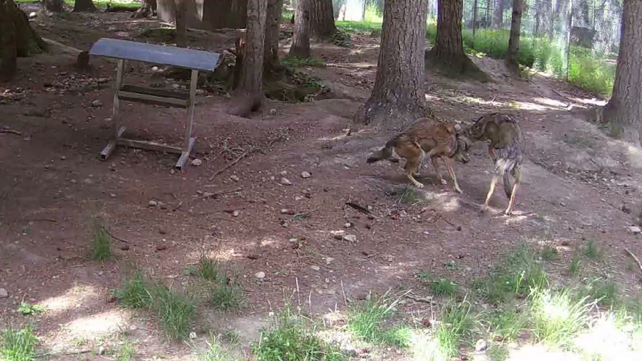 Endangered Red Wolves Play Together - YouTube
