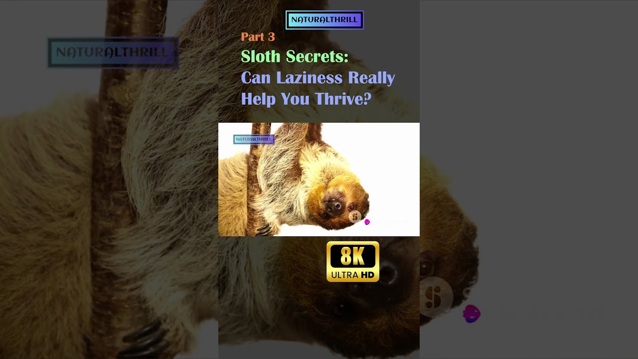 Sloth Secrets: Can Laziness Really Help You Thrive? 
