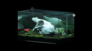 Text Chunk - "freak:zones (i)" (Full Album)