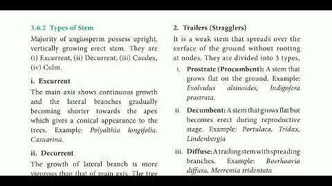 11 std Bio Botany chapter- 3 Vegetative morphology (Types of stem)