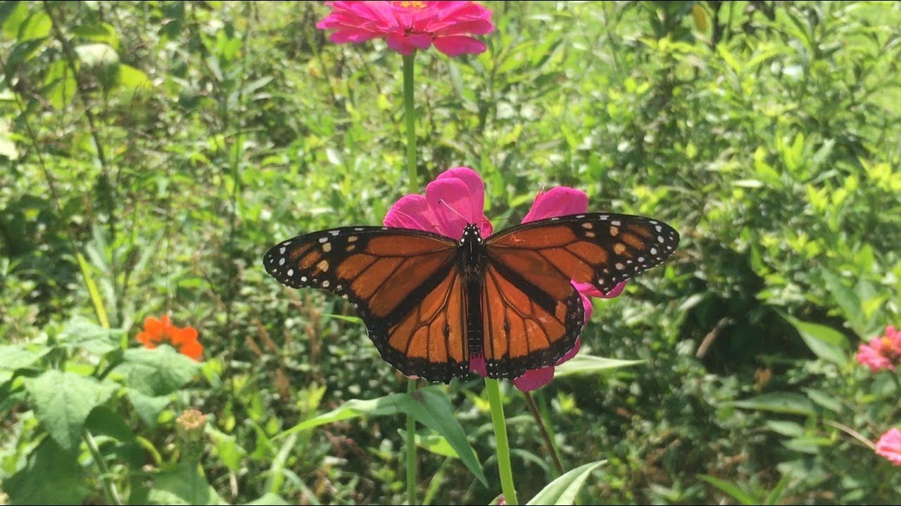 It's Butterfly Season (5 of 5) Monarch Butterfly YouTube