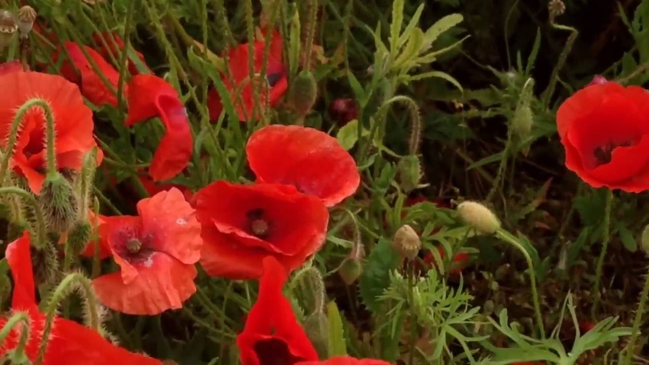Éphémère....champs de coquelicots... 2016 Alsace