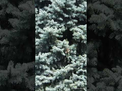 Ель голубая. |