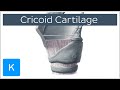 Cricoid Cartilage Function and Overview  - Human Anatomy | Kenhub