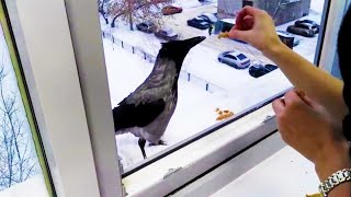 People Assumed the CROW wanted food… But… by Lifessence 157 views 2 years ago 1 minute, 17 seconds