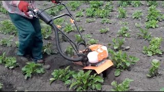 Окучивание картофеля мини-культиватором (двигатель от мотокосы)