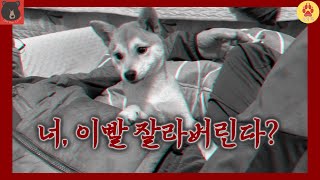 우리 집에도 언행 불일치 아저씨가 살고 있었네 | Dear Bear 오빠새끼 EP.17