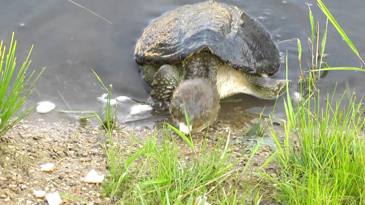 Turtle eating bread YouTube