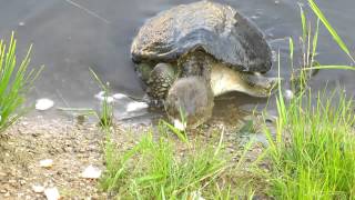 Turtle eating bread