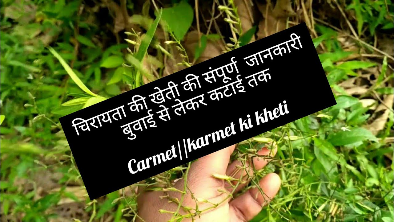 chirata(carmet) ki kheti/farming of chirata//chirata ki fasal kaise lagaye चिरायता की खेती कैसे करें