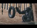 Brite Star-Know-It-All! Apes
