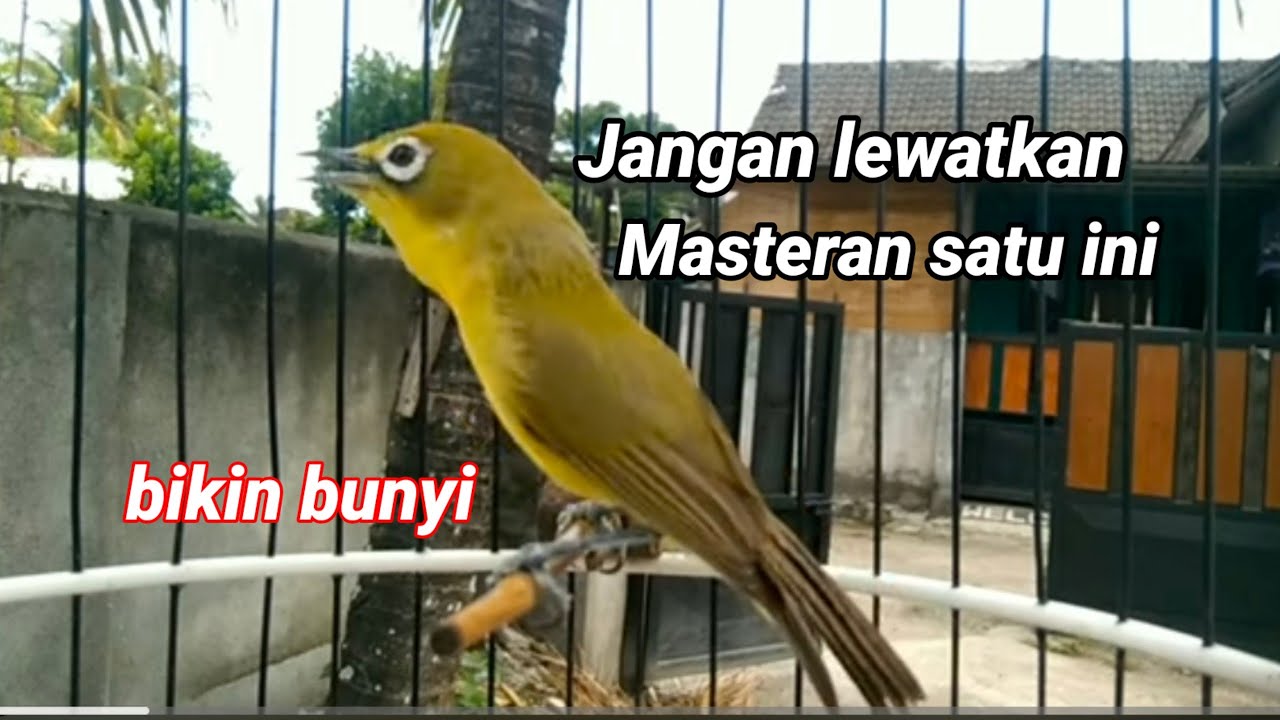 Berbagai macam burung ikut nyahut , kecial kuning andalan untuk ...