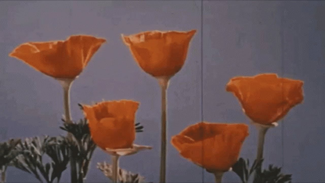 Guarda tulipa gesneriana ~ a beat mix by teekoh su YouTube Guarda tulipa gesneriana ~ a beat mix by teekoh su YouTube