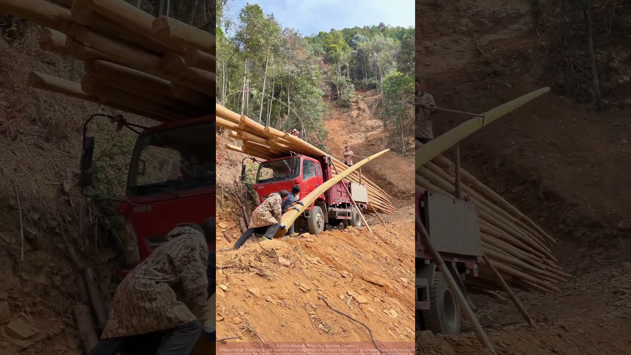 Live footage: Transporting wood in the mountains, workers loading trucks using traditional methods