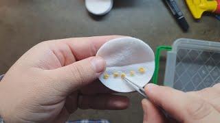 Проращивание семян сладкого и острого перца на ватном диске.