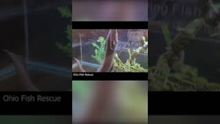 Electric eel gets excited and lights up the sign - Short