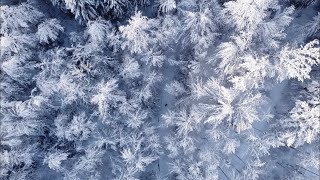 Snowy Forest