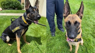 Trinity Health adds four dogs to Grand Rapids hospital for security, therapy