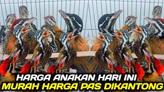 LATEST LOLOHAN BIRD PRICE UPDATE TODAY AT THE PRAMUKA BIRD MARKET KIOSK