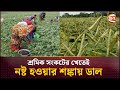 মুগ ডাল নিয়ে বিপাকে কৃষকরা  | Mung Bean | Patuakhali | Channel 24