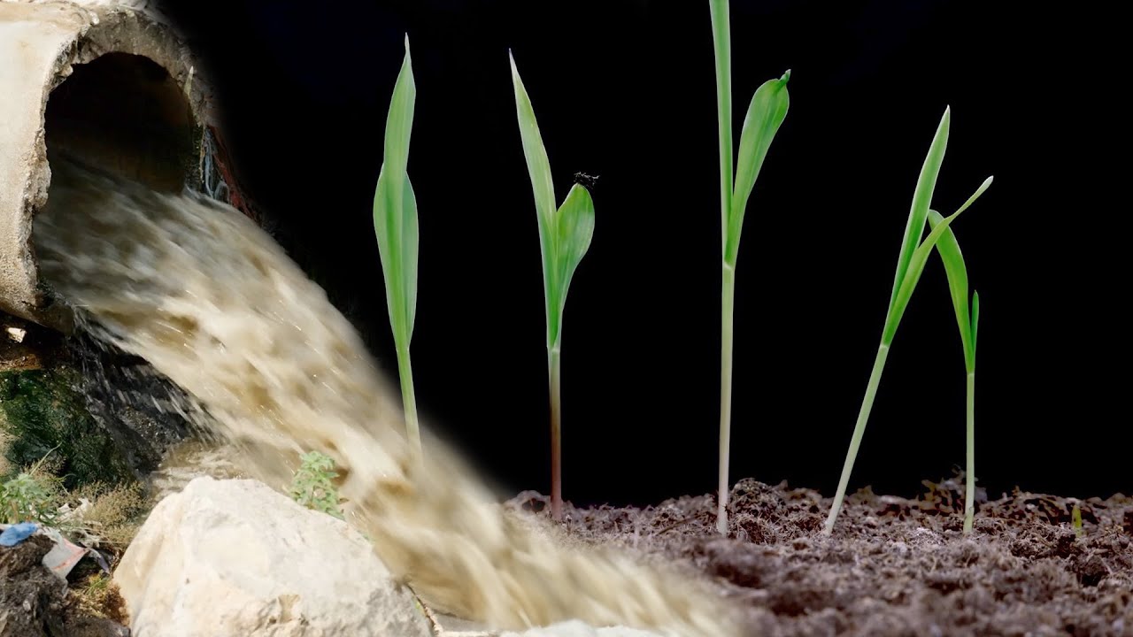 هل الخضروات والفواكه اللي بناكلها بتتسقي بمياه الصرف الصحي فعلاً؟