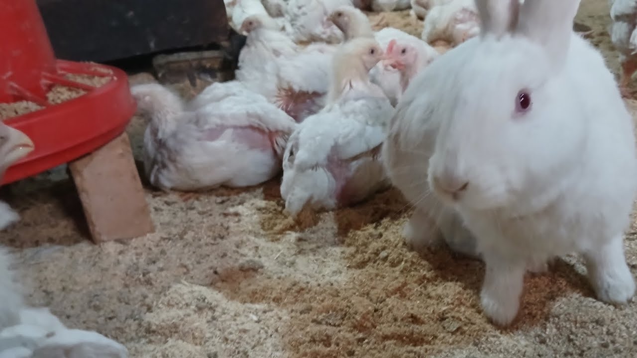 Мурғҳои бройлер фуруши  тел90 400 3802 ватсап хаст 