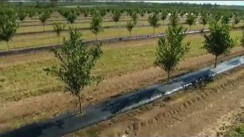 Hệ thống tưới tự động Netafim trên cánh đồng.mp4