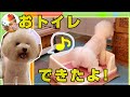 ★おトイレできたよ(*^-^*) ドキドキ!!新居で初めてのおトイレ★ビションフリーゼ そら bichon frise Sora