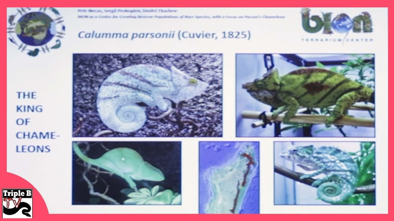 video phone beyonce mp3 Chameleons with Petr Necas of Bion - Triple B TV Ep.190