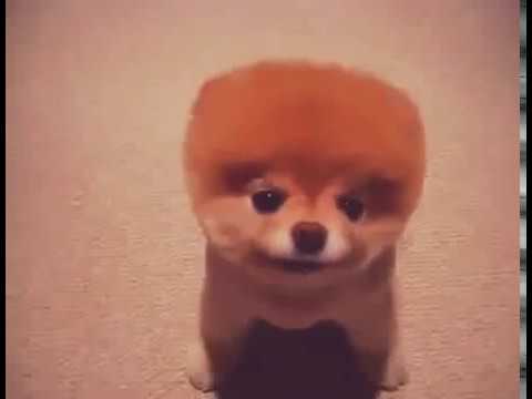 Chien Le Plus Mignon Du Monde Chien Pomeranian Youtube