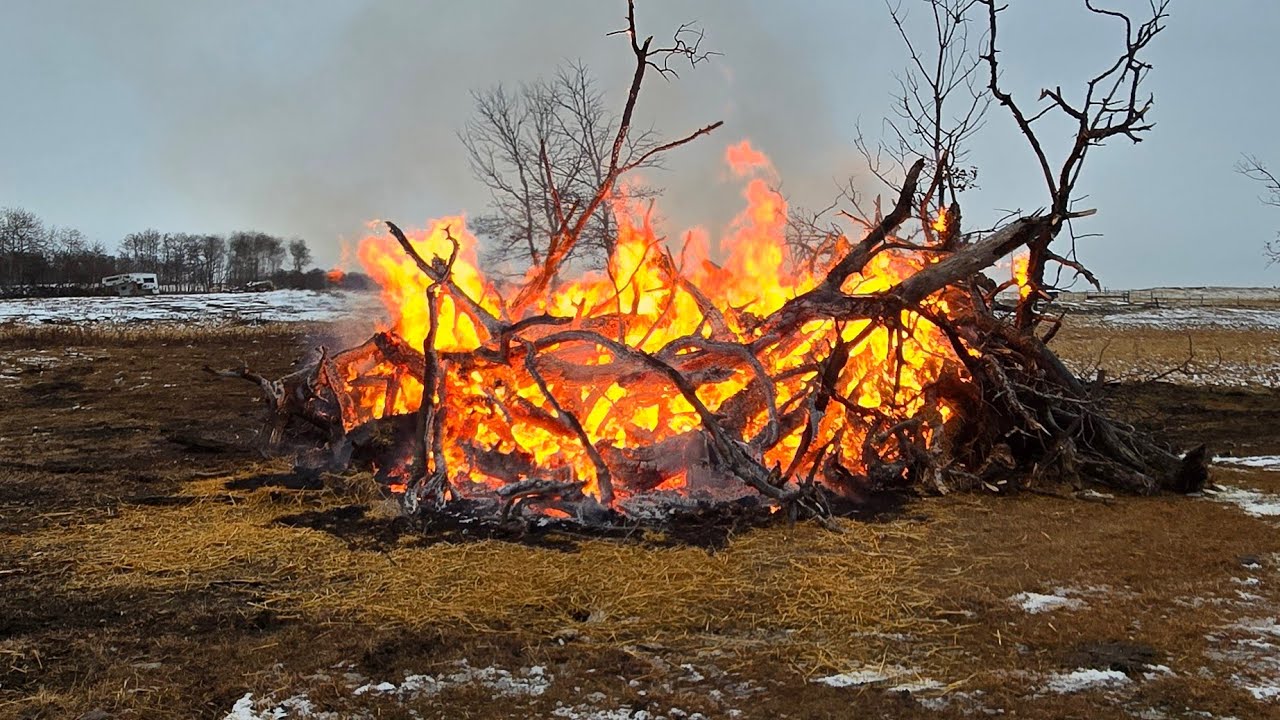 Cleaning Up The Bush Pasture,  First Major Storm Of the Winter