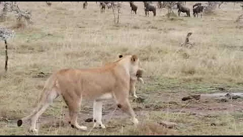 Great Plains Safari Sightings | Mara Nyika, Kenya | Lioness Carrying Cub