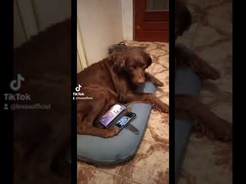 @lovaxofficiel ma #chienne écoute mes #freestyle #rap #tiktok @Booskap91 #shorts