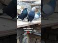 Khubsurat jor ka shauk kijye #pigeon #kabootar #highflyer #kabutar #pigeonlover #kabutarbazi