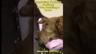 According To Aidan Kearney I Was Running A Scam When I Started A GoFundMe Page for My Dying Dog