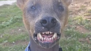 Dog with permanent smile finds forever home